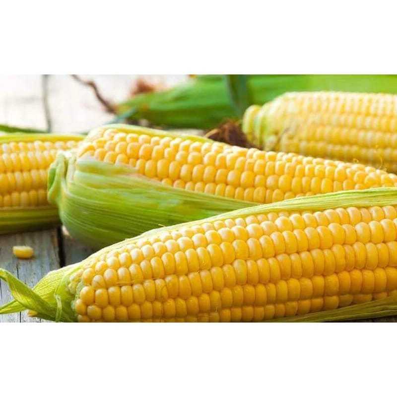 

jagung manis