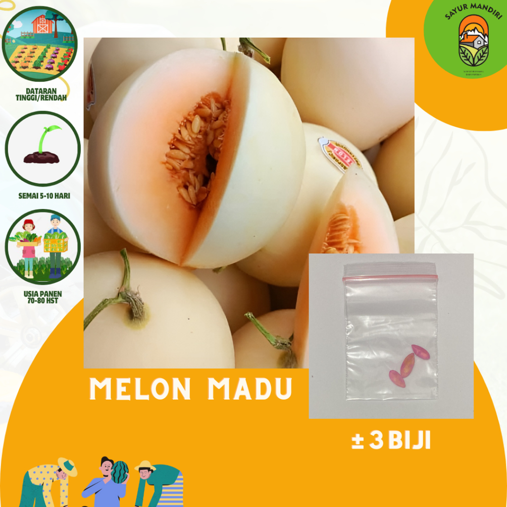 Benih Melon Madu Seribuan