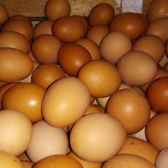 

Terlaku Telur Ayam Negeri fresh dari bogor