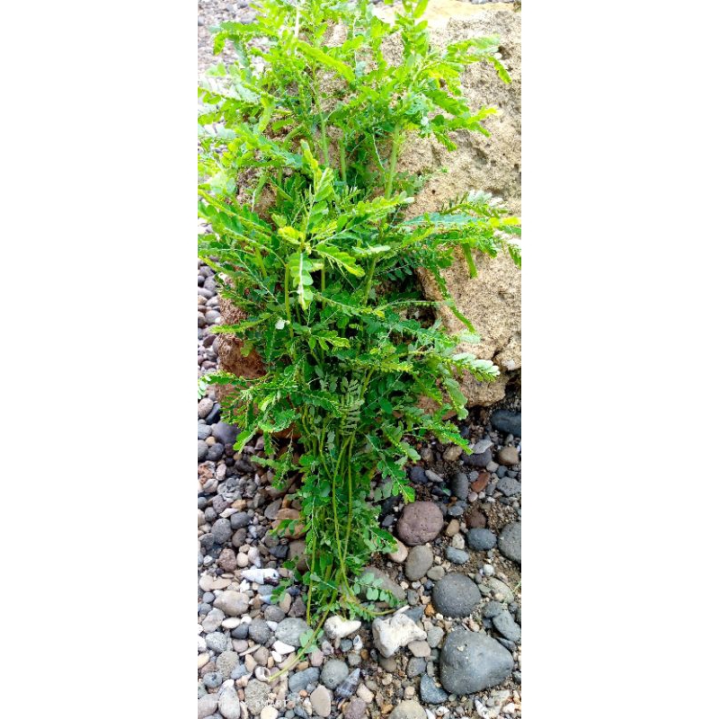 

DAUN MENIRAN SEGAR PER IKAT