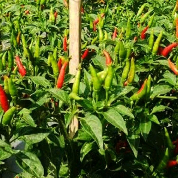 40 Biji benih bibit/cabai/ Cabe Rawit Hijau/Cengis Unggul cengek