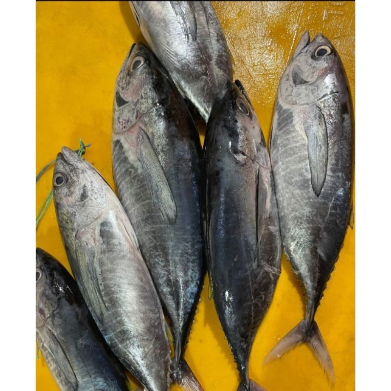 

IKAN TUNA 1 KG