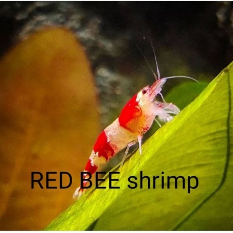 Red bee udang hias aksesori aquarium remaja udang red bee hiasan aquarium