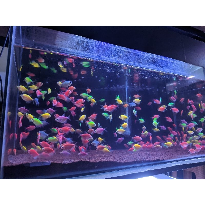

Glowfishtetra50ribudapat30ekor