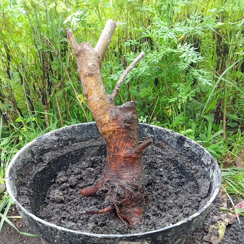 bahan bonsai Loa bonggol