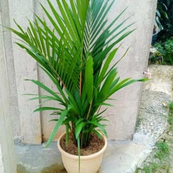 tanaman hias pohon palem merah 1meter - palem merah