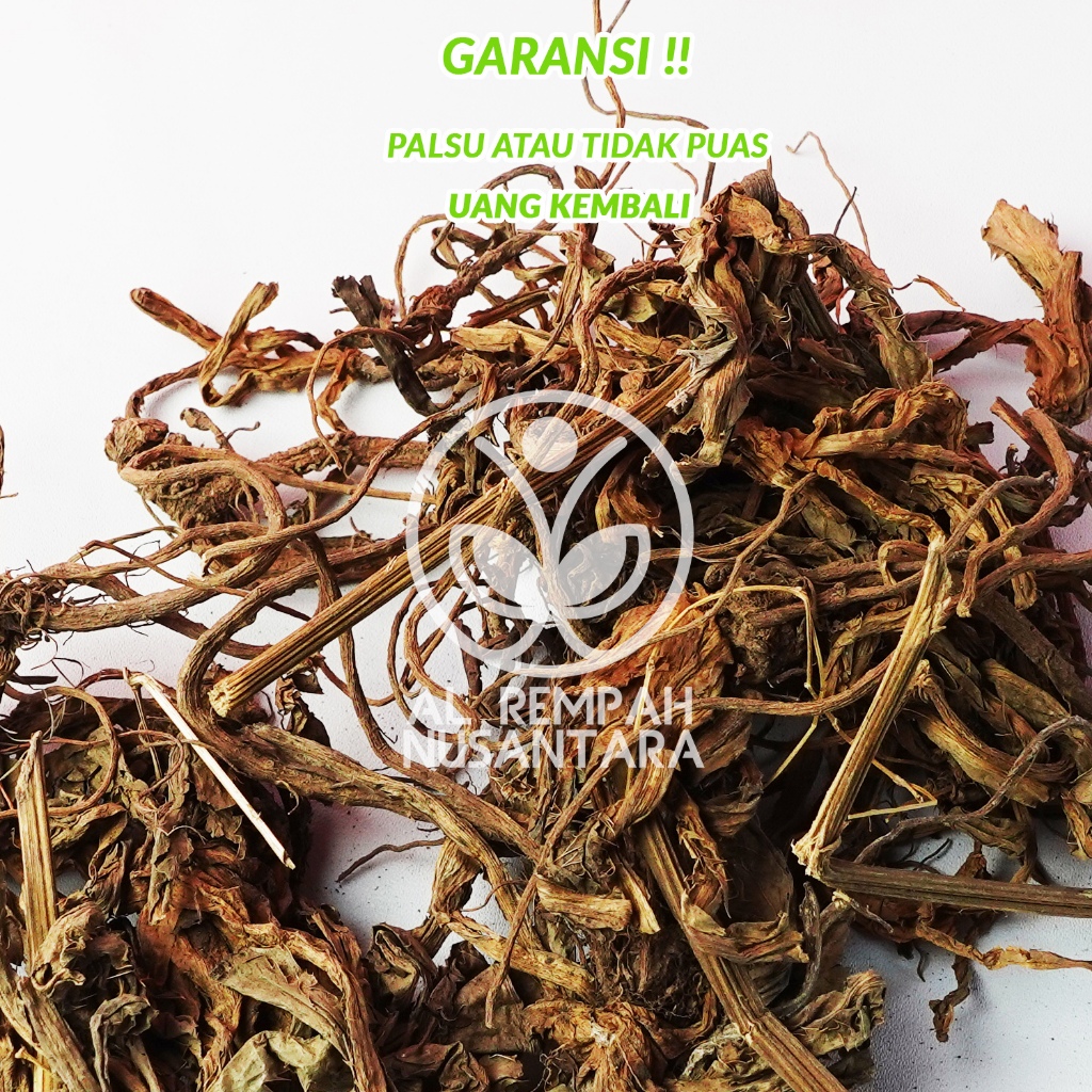 Akar Purwaceng Kering 100gr Asli Dieng - Kualitas Terbaik