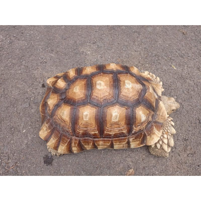 Sulcata Overscut Size Jumbo +35cm (Jantan)