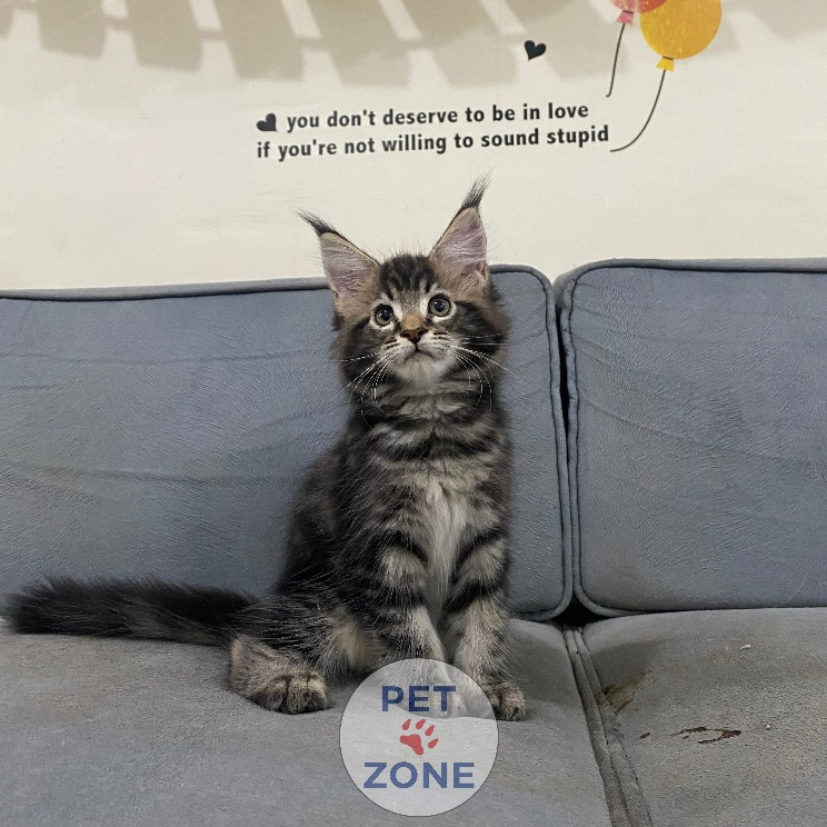 Kucing Maine Coon Sertifikat Resmi