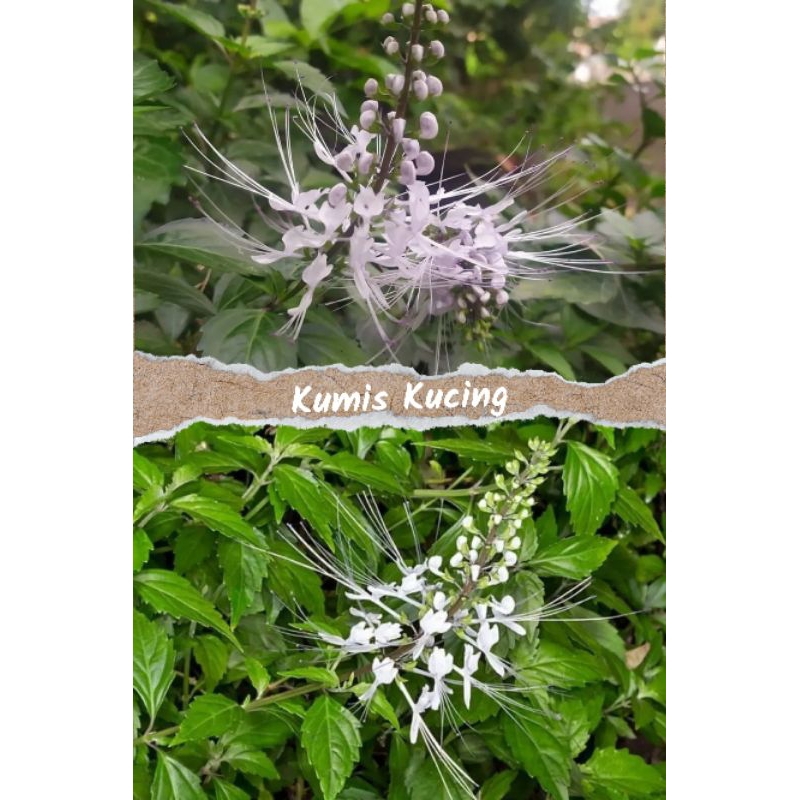 

daun kumis kucing segar daun banyak manfaat