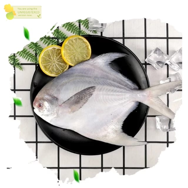 Ikan Bawal 1Kg Ikan Bawal Segar Ikan Bawal Putih 1Kg Ikan Bawal Putih Segar Ikan Bawal Laut EMPASI S