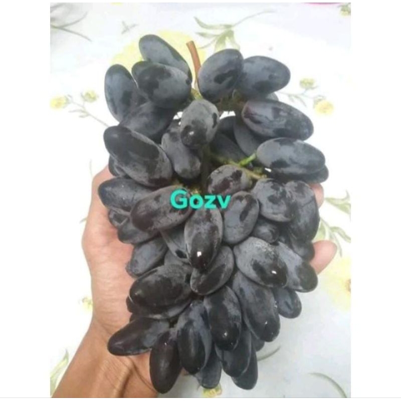 bibit anggur import gosv