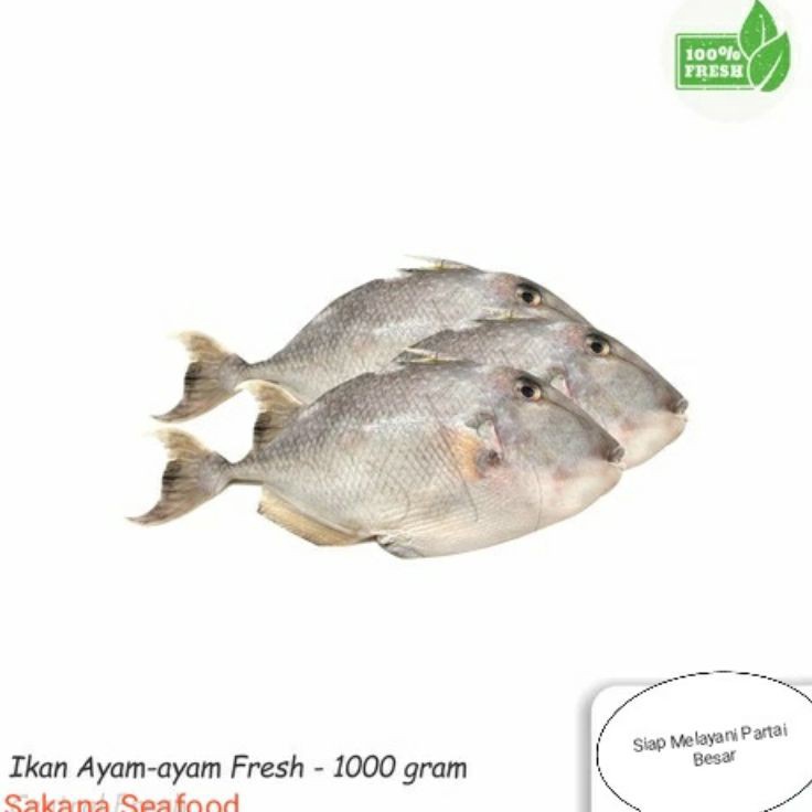 

JTBT1684 Penjualan TerbaikCOD Ikan AyamAyam Fresh 1Kg