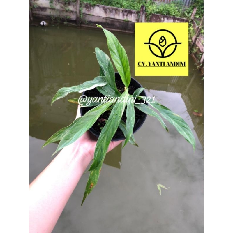 Rapidopora Megasperma Varigata