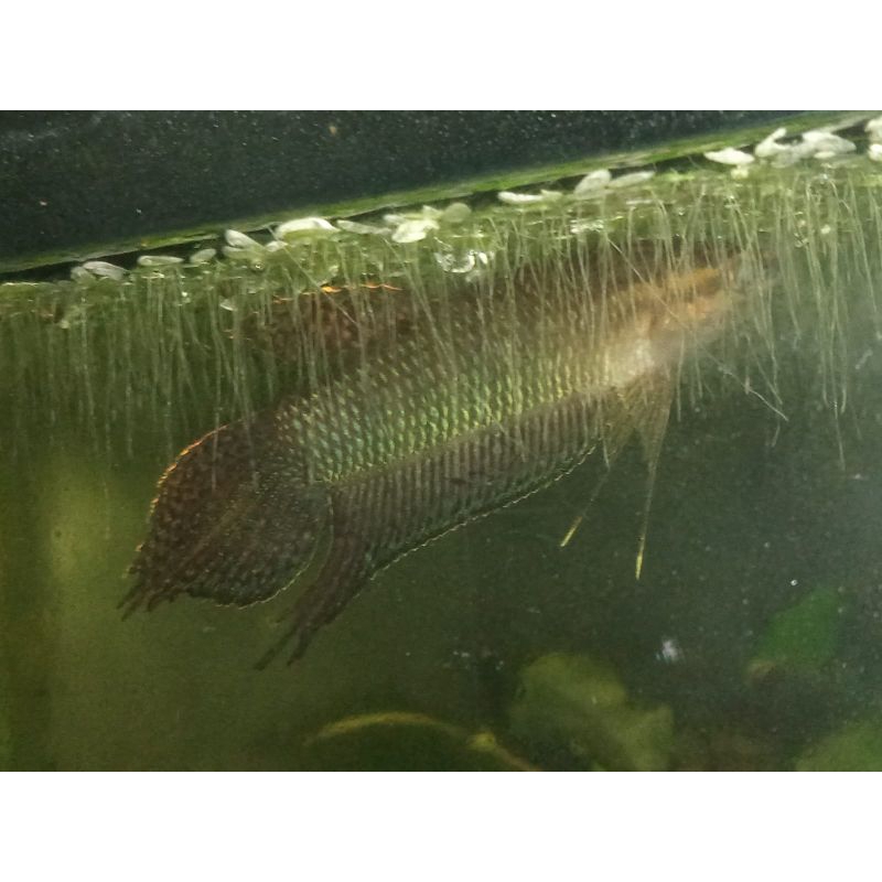 wild betta simorum sepair