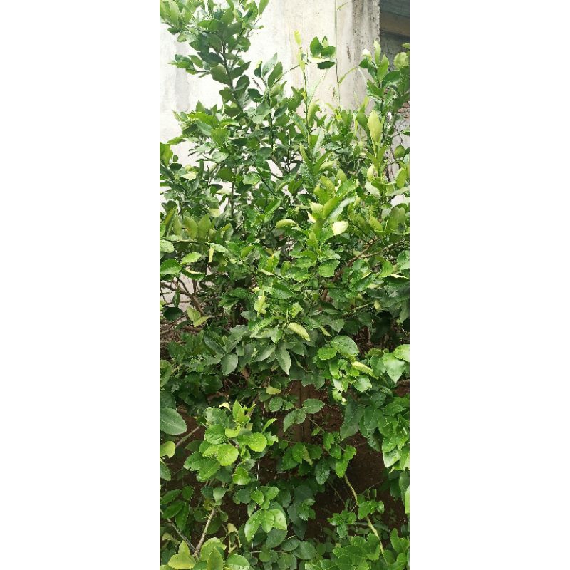 

DAUN JERUK LEMON WANGI 100gram