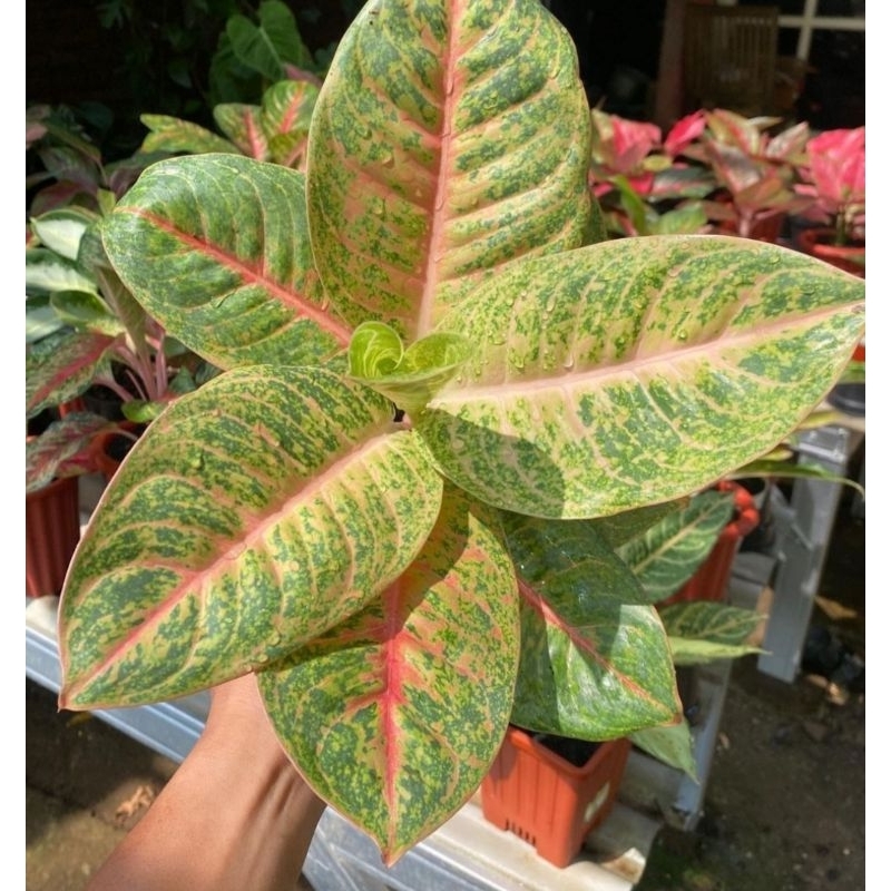 Herlequin Tanaman Hias Aglonema Herlequin Merah Mutasi Tanaman Hias Aglonema Aglaonema Herlequin Mer