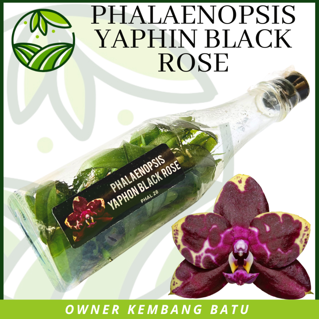 Bibit Anggrek Bulan Botolan Premium Yaphin Black Rose