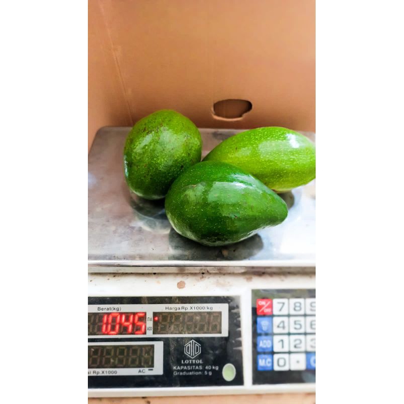 

Alpukat Mentega Alpukat fresh alpukat 1kg