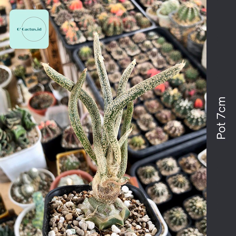 Astrophytum caput medusae medusa kaktus astro grafting tanaman hias hidup gurun indah hadiah gift ho