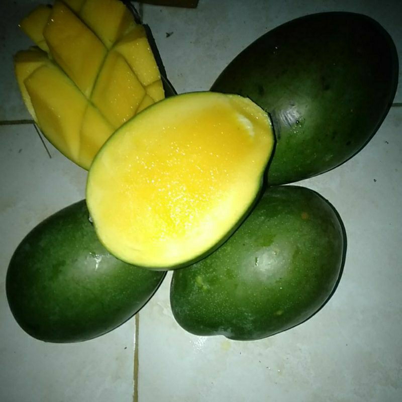 

Mangga Muda Jumbo segar
