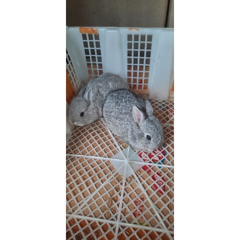 kelinci mini Netherland Dwarf