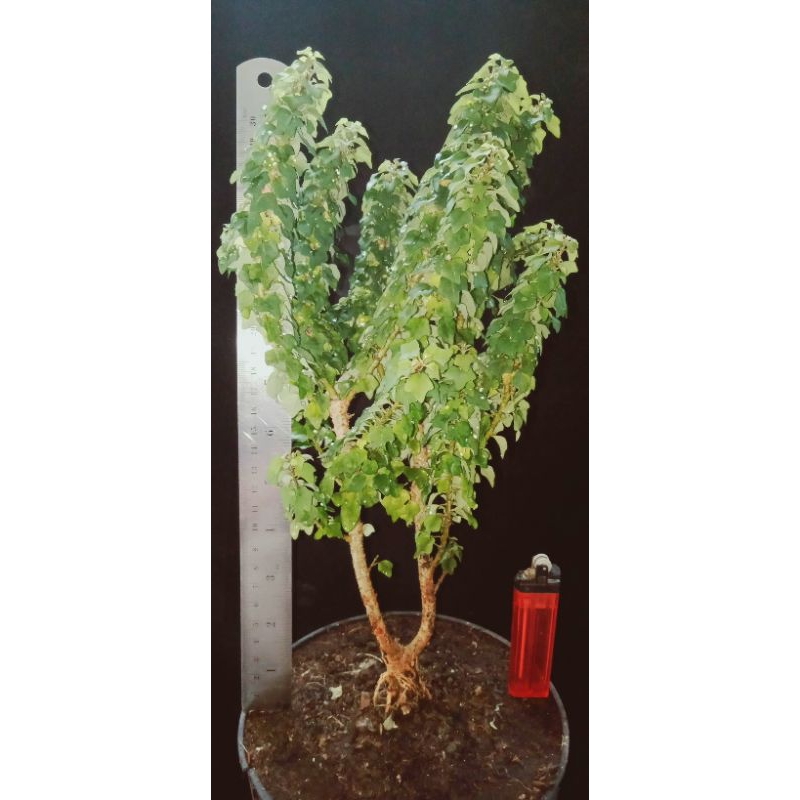 2 bonsai wareng india pesanan