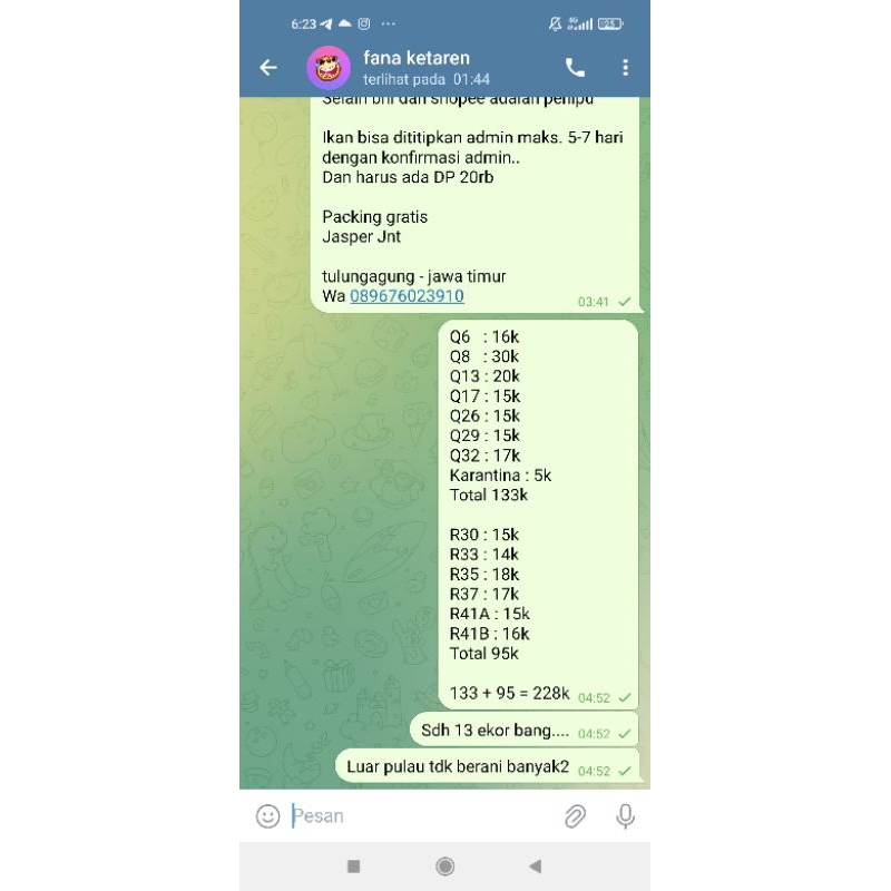 13 cupang kualitas bagus