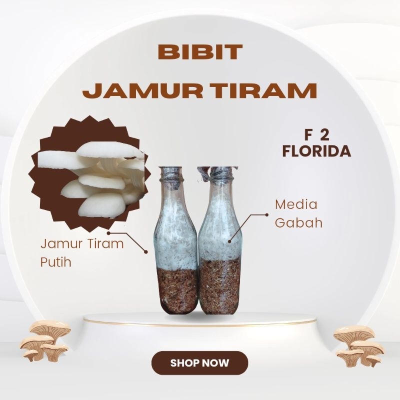 Bibit F 2 Jamur Tiram Putih / Benih Jamur Tiram