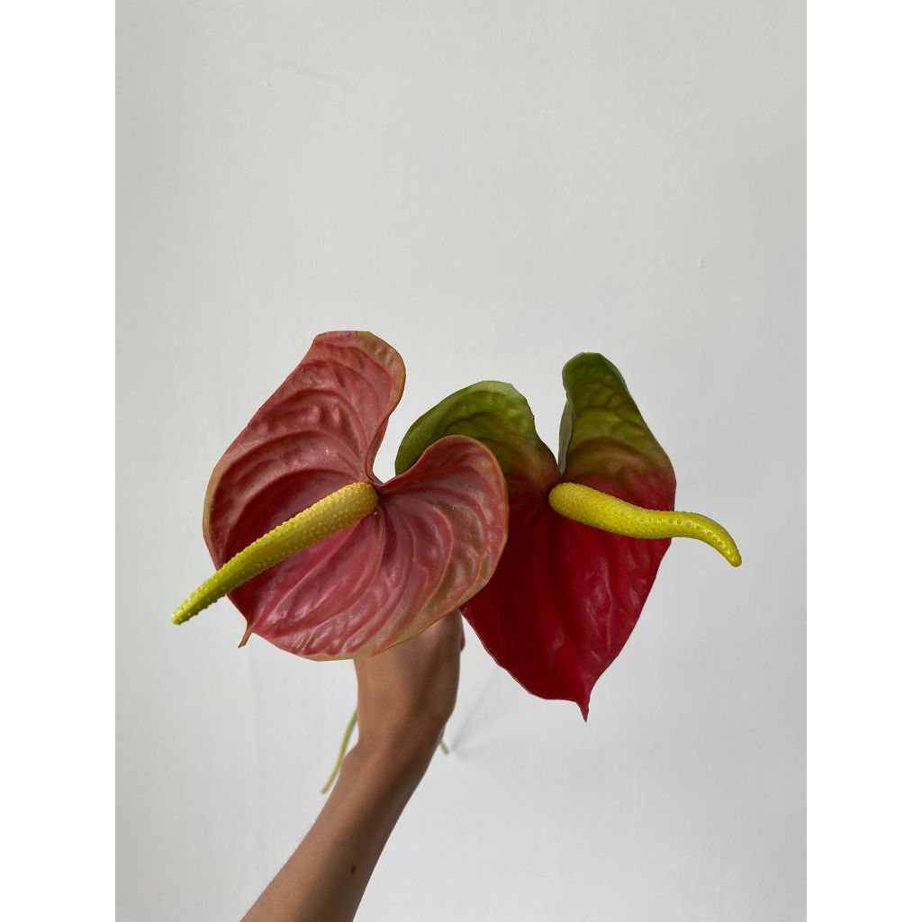 Anthurium | Artificial Flowers / Bunga Palsu | Petite Fleur