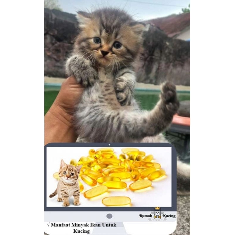 Vitamin kucing_marble