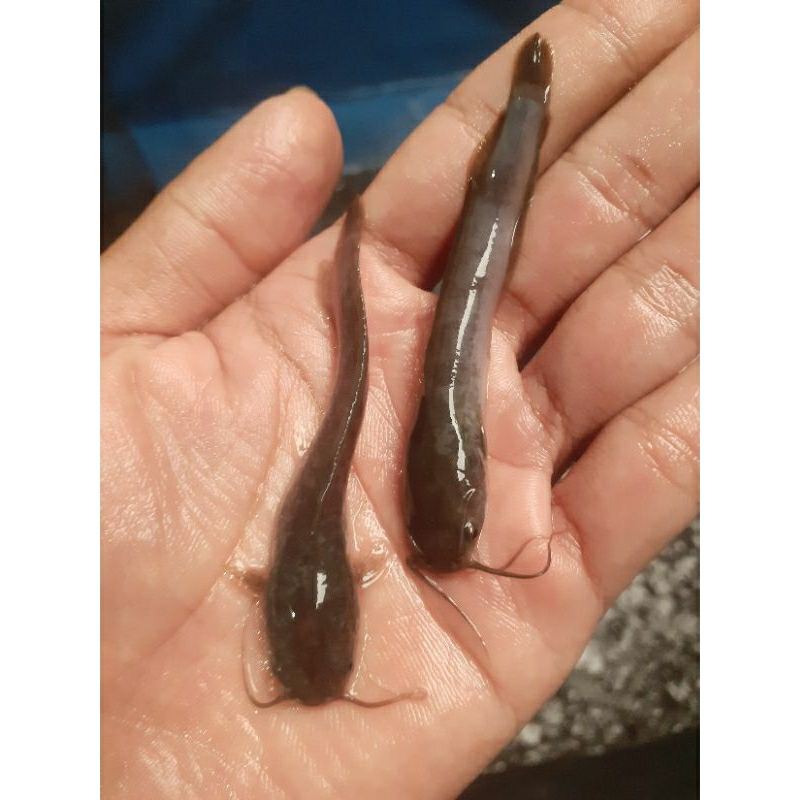 bibit ikan lele_ukuran 8-9cm