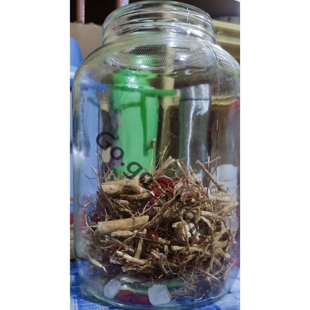 akar senggani putih / senduduk putih original dari kebun