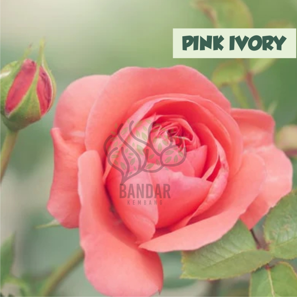 Bunga Mawar Holland Hidup Pink Ivory Tanaman Berbunga