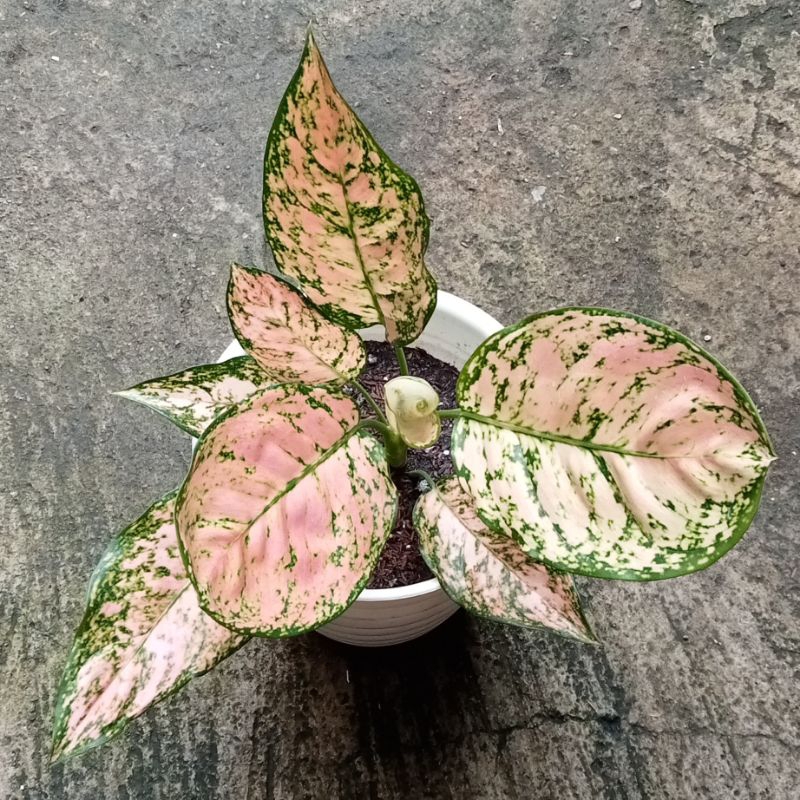 Aglonema Lady Kristin