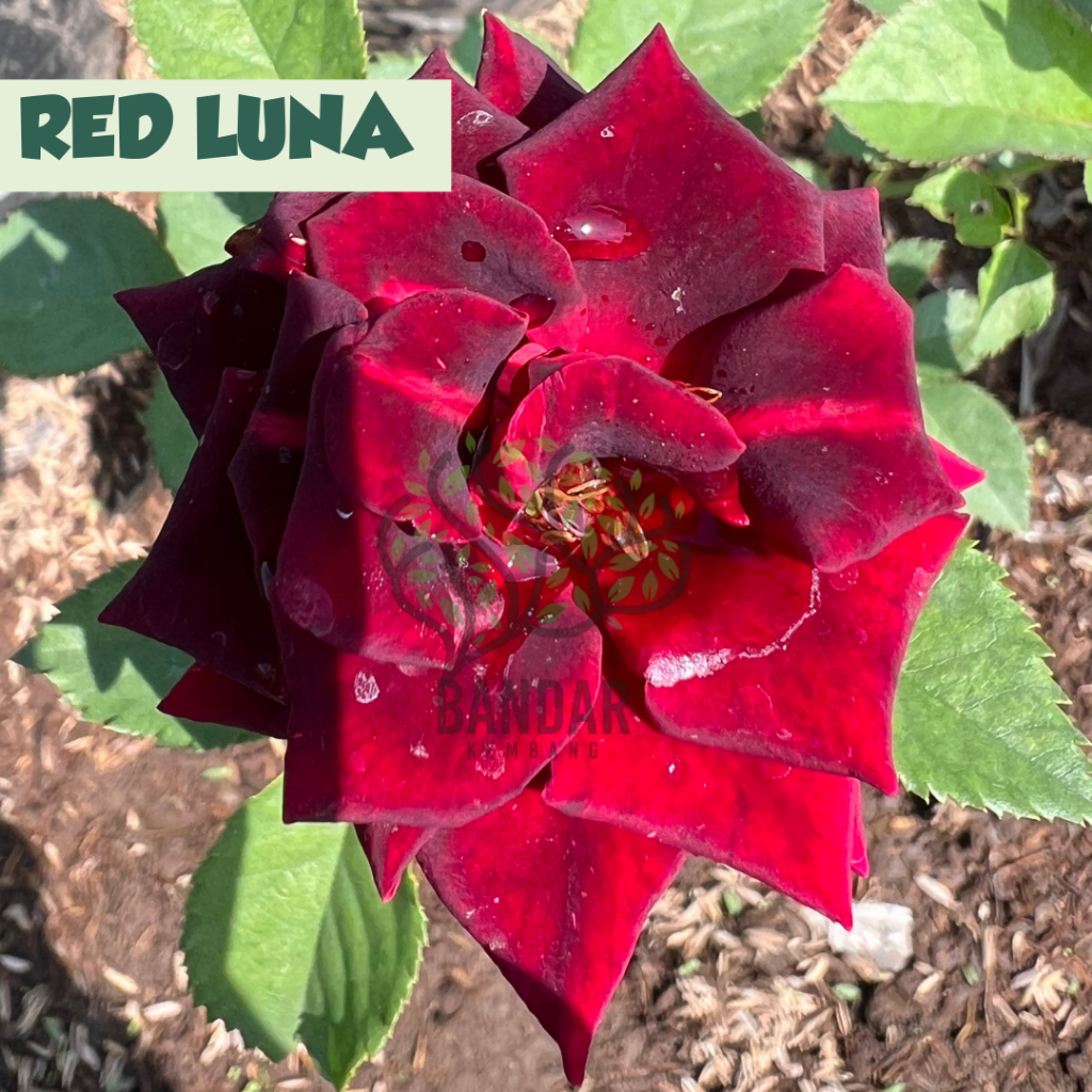 Bunga Hias Mawar Holland Hidup Bunga Jumbo Red Luna