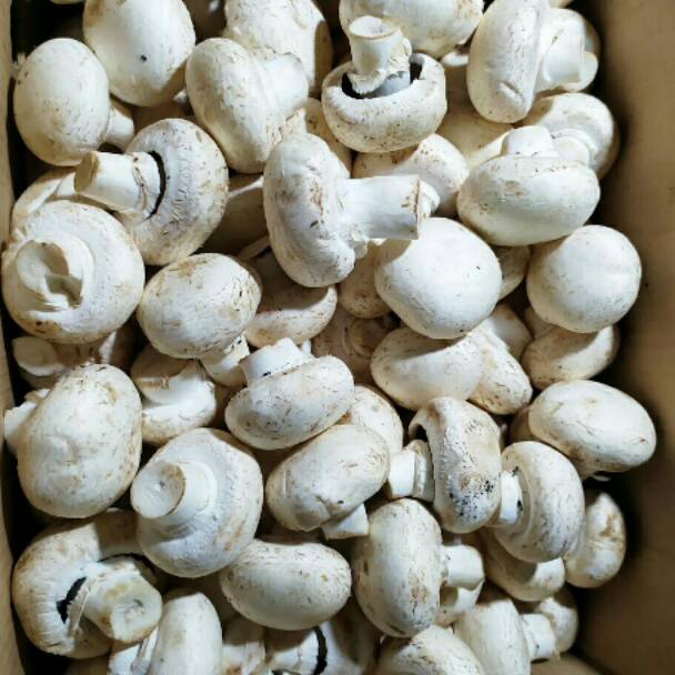 

Jamur Kancing Champignon 25 gram