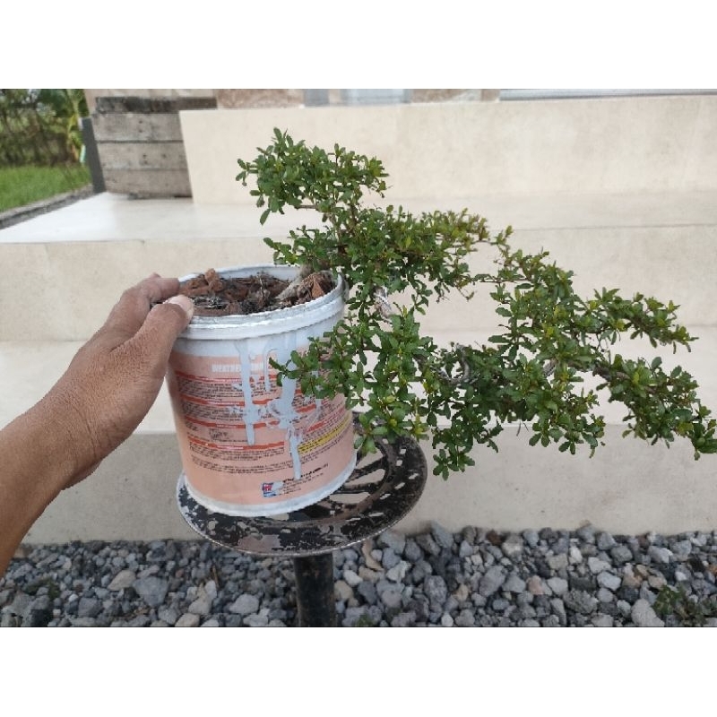 Bahan Bonsai Black Olive (Bucida Spinosa)