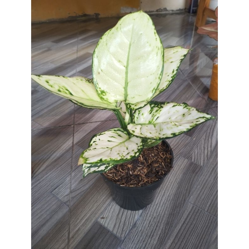 Aglonema Super White Tisu