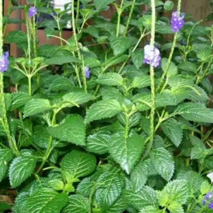

TERBARU DAUN PECUT KUDA SEGAR 1 KG DAUN JARONG SEGAR daun pecut kuda untuk amandel