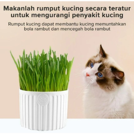Benih Rumput Kucing dgn Pot Bibit Rumput Kucing Rumput Kucing Untuk Pencernaan Yang Sehat