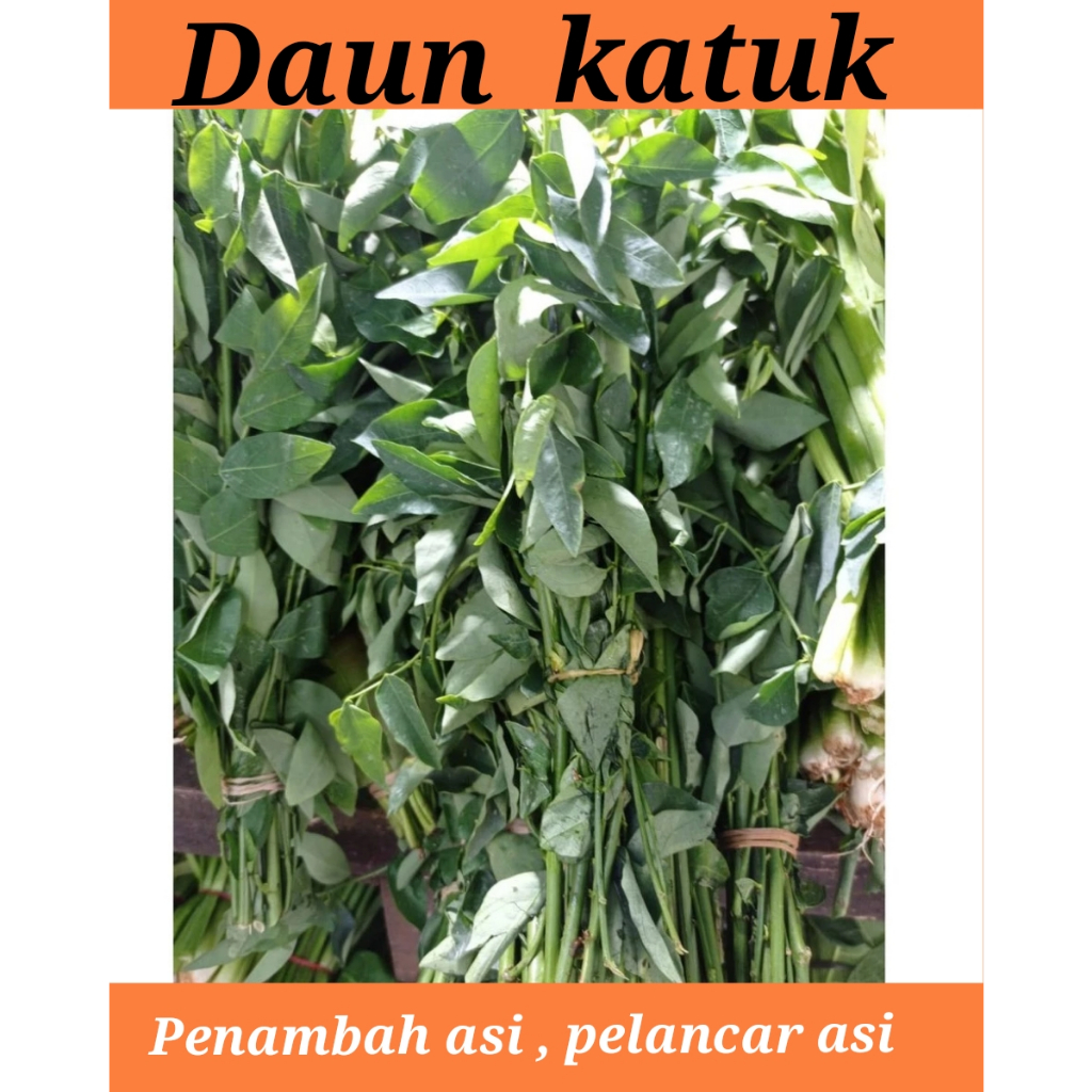 

daun katuk alami penambah asi pelancar asi