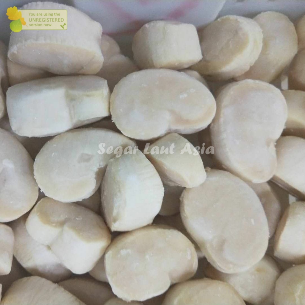 

Daging Kerang Kapak Fresh Scallop Segar Premium 1Kg