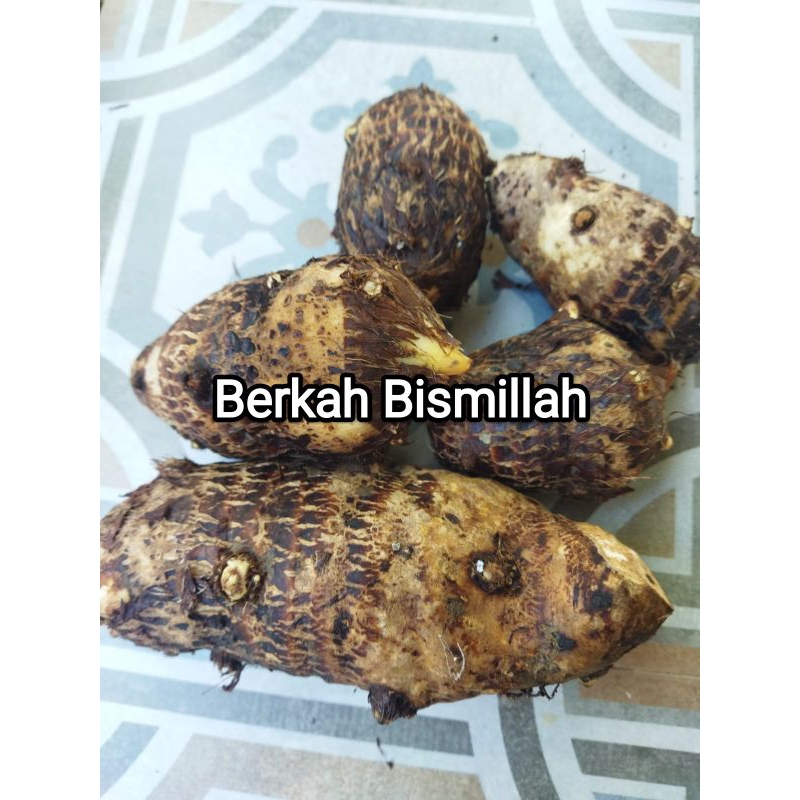 

Umbi talas segar 1 kilo baru panen