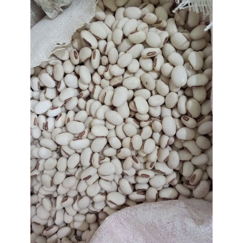 

koro bibit dan konsumsi