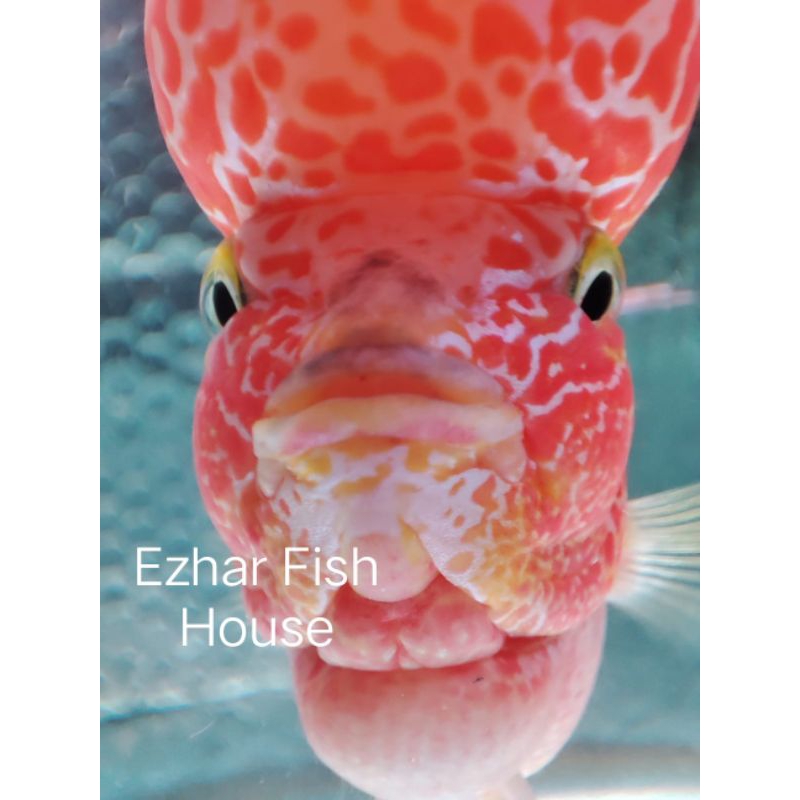 Burayak louhan golden base GB murah promo