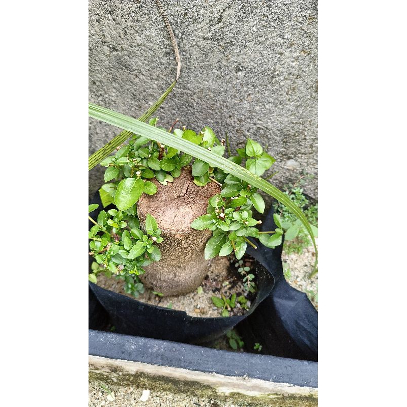 bibit sancang batang besar