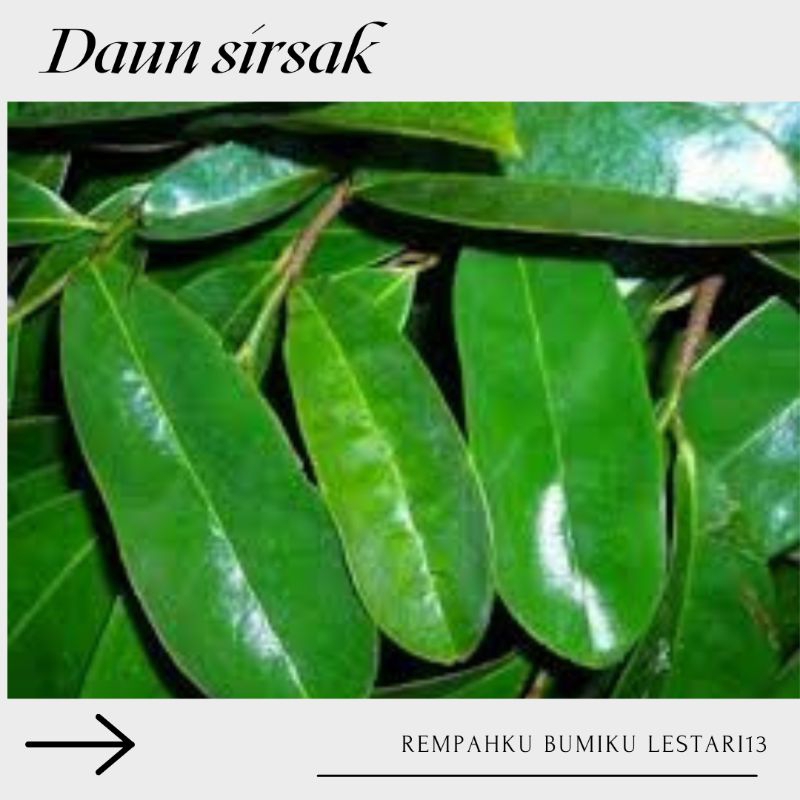 

Sirsak Daun Sirsak Banyak Manfaat