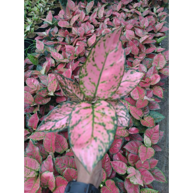 Bunga Aglonema Lady valentine- dud anjamani Ruby dll ukuran dewasa sedang
