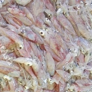 

Cumi Segar 1Kg Cumi Cendol